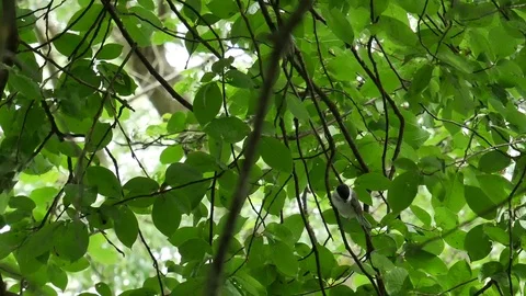 Black-tit on the tree Video stock 116711561