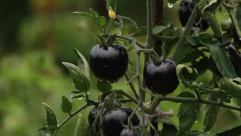 Black tomatoes Stockbeeldmateriaal 164869577