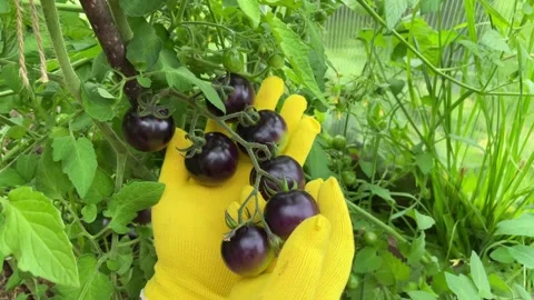Black tomatoes Stock Footage 249661819