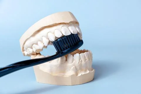 A black toothbrush is resting on a model of human teeth Stock Photos