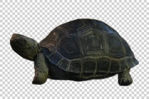Black tortoise with potential redfooted markings Stock Photos