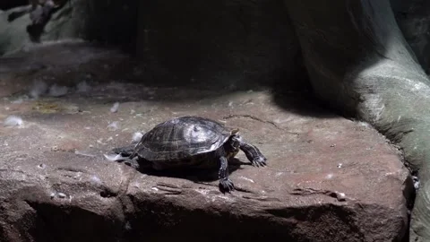 A black tortoise sits on a stone and warms itself. Aquatic turtle is resting in Stock Footage 243471979