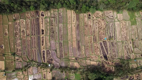 Black traces after burning rice straw, top-down aerial shot of rice fields Stock Footage 201229367