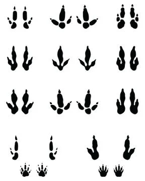 Black traces of kangaroo paws Stock Illustration