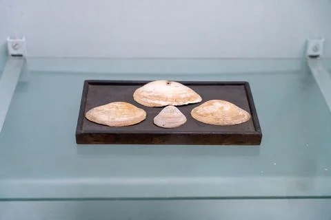 A black tray with four white shells on it. in Chennai 写真素材