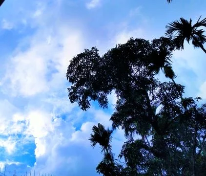 A Black tree On The Background Of A Beautiful Sky With Clouds. Foto stock