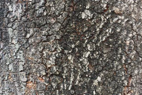 Black tree bark Stock Photos
