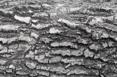 Black tree bark Foto stock