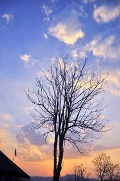 Black tree on blue sky Stock Photos
