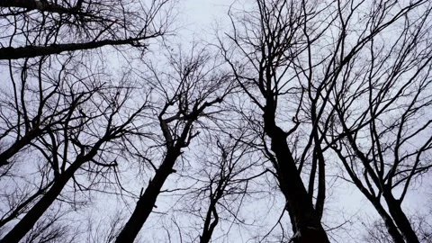 Black tree branches from below Stock Footage 226645206