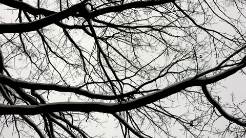 Black Tree Branches Covered With Snow After A Snowfall On The Background Of The  Stock Footage 144487065