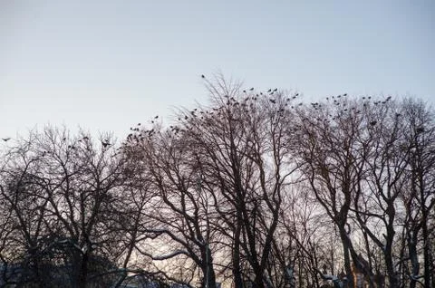 Black tree branches. Stock Photos