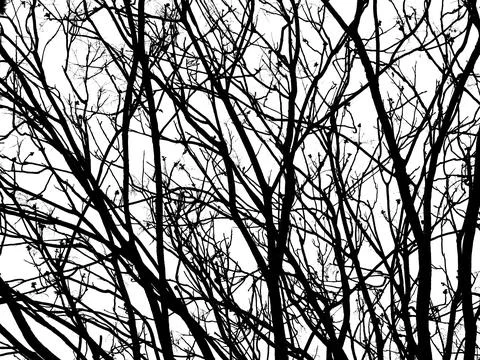 Black tree branches 스톡 사진