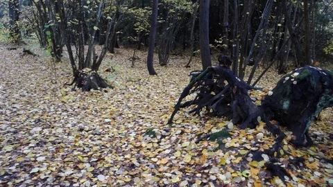 A black tree fallen in the Swedish forest Stock Footage 123420784