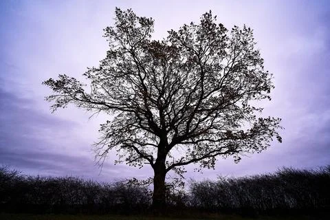 Black Tree on a Field Stock Photos