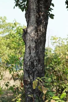 Black tree in forest Stock Photos
