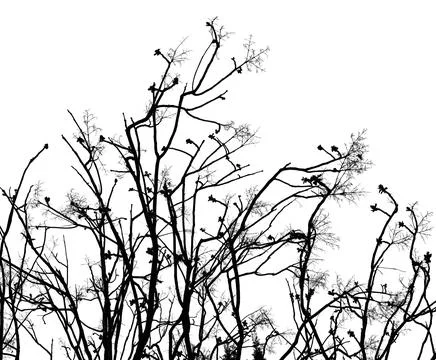 Black tree or bush Stock-Fotos