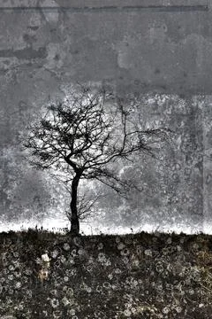 Black tree Stock Photos