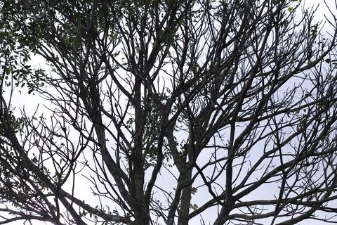 Black tree Stock Photos