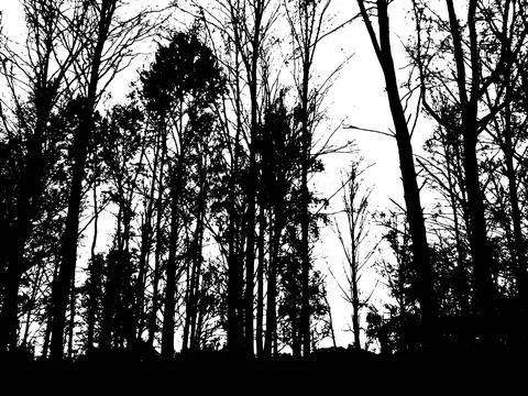 Black tree silhouettes Forest texture on a transparent background vector. Stock Illustration