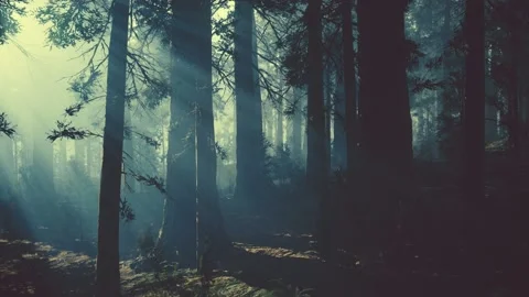 Black tree trunk in a dark pine tree forest Stock Footage 146274641