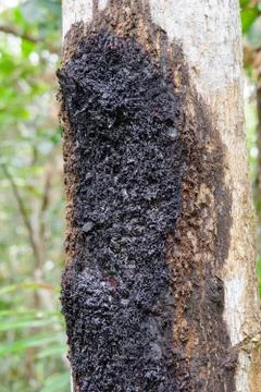 Black tree trunk, Tanjung Puting National Park, Borneo Stock Photos