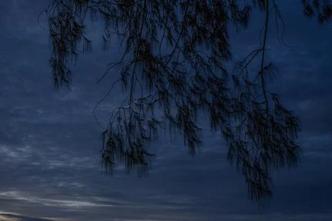 Black trees background Blue light sky Stock Photos