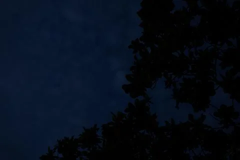 Black trees background Blue light sky Foto stock