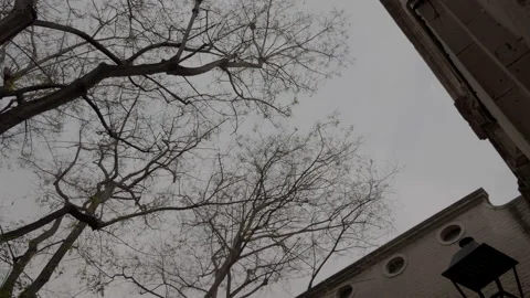 Black Trees on a Cloudy Day, Like a Horror Movie, 4K Vidéo 130900452