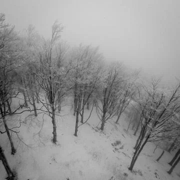 Black trees of the forest during winter Stock Photos