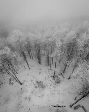 Black trees of the forest during winter Stock Photos