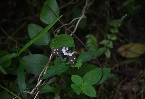 A black triangular moth with white and blueish coloration is on top of a leaf Stock Photos
