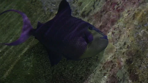 Black triggerfish swimming slowly over coral reef Stock Footage 328246753