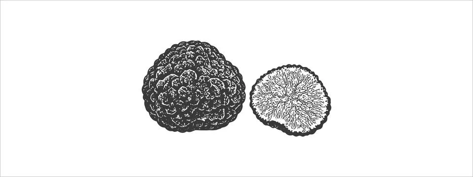 Black Truffle Cut Half Vector – Gourmet Food Illustration Illustrazione stock