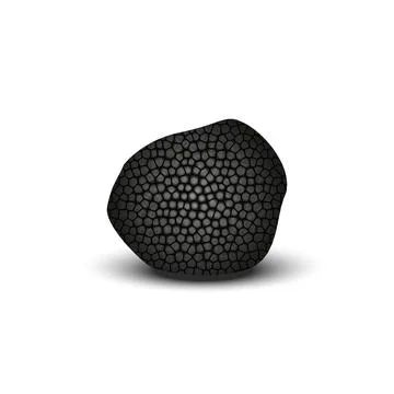 Black truffle isolated on white background, one realistic mushroom with sha.. Stock Illustration