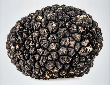 Black Truffle Isolated on White Background, Luxury Edible Fungi Representin.. Stock Photos