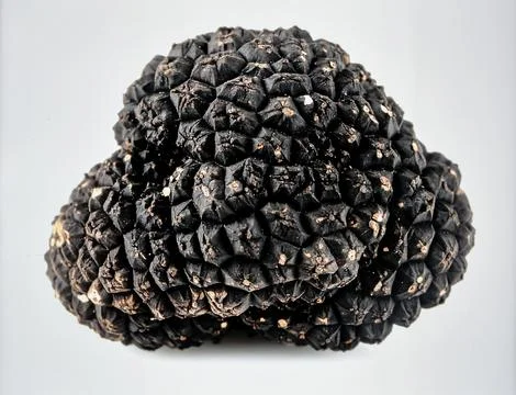 Black Truffle Isolated on White Background, Luxury Edible Fungi Representin.. Stock Photos