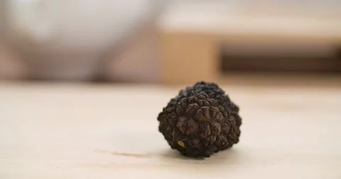 Black Truffle Mushroom Stock Footage 142313429