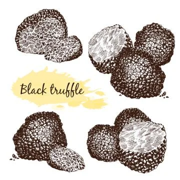 Black truffles  group Stock Illustration