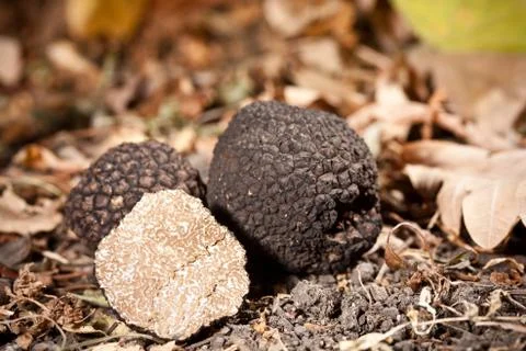Black truffles Stock Photos