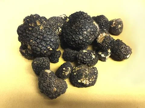 Black truffles Stock Photos