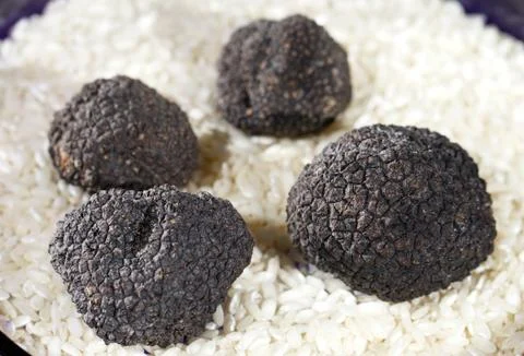 Black Truffles in rice on a white background. Stock Photos