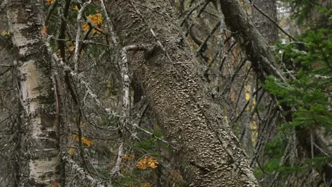 Black trunks of dead trees in the taiga. Stock Footage 296826553
