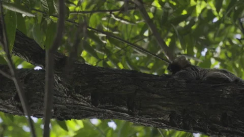 Black-tufted marmoset lying on a tree trunk, looks intently at the camera Stock Footage 265674122