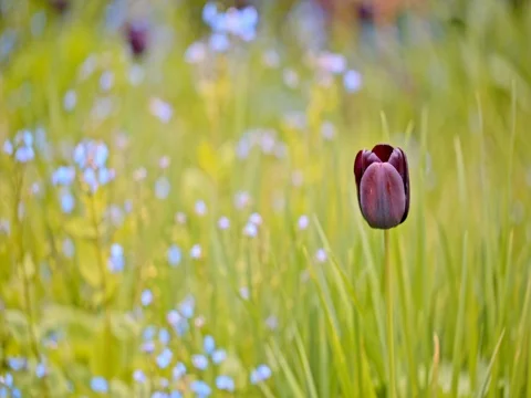The black Tulip on green background Stock Footage 75561894