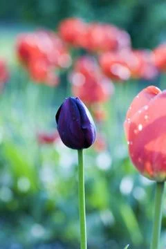 Black tulip Stock Photos