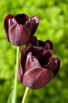 Black tulip Stock Photos