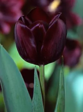 Black Tulip Stock Photos