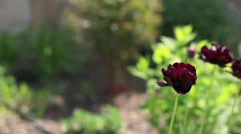 Black tulips Stock Footage 52683567