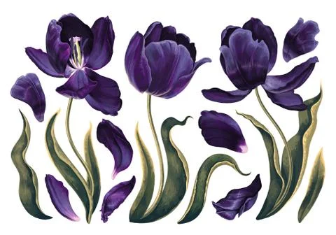 Black Tulips Illustrazione stock